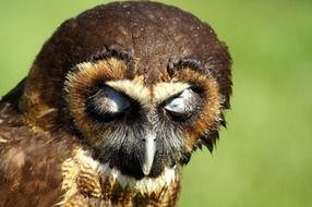 portrait of a sleeping owl