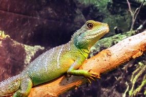 Chinese Water dragon in the zoo