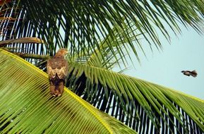 black kite behind palm leaves