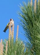 goldfinch on a pine tree against a bright blue sky