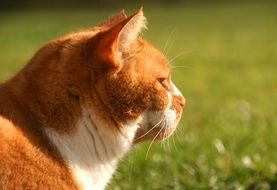 red cat on a background of green grass