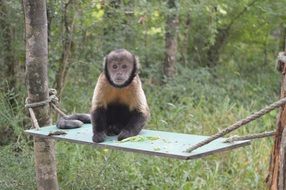 Monkey in the wildlife