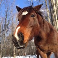 Brown and white horse