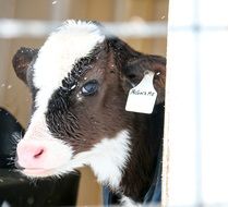 tagged farm calf