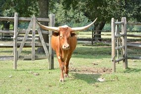 bull with huge horns on the farm