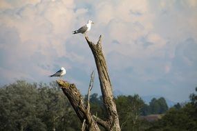 Gulls on Road