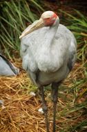 brolga, leggy white bird in australia