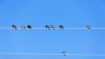 perched birds on the electricity cable