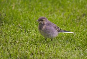 white wagtail on green grass