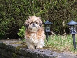 little shitzui walks in the park
