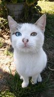 sitting white Cat with different eye color