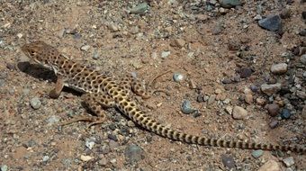 leopard lizard