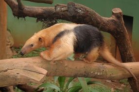 cute anteater in brazil