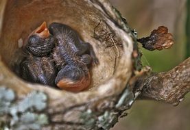 Bird in the Nest close-up on blurred background