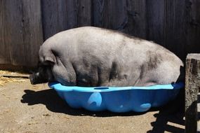 big pig in a trough with water