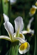 Iris flower in a garden