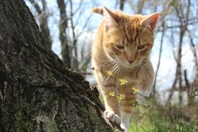 ginger tabby kitten on nature close-up