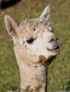 handsome Alpaca Animal