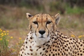 portrait of a wild cheetah