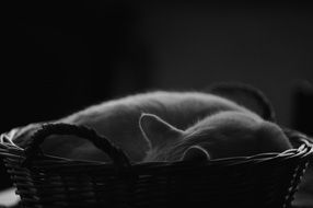sleeping cat in a basket