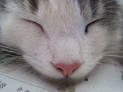 face of a sleeping kitten