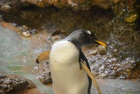 penguin near the water close-up