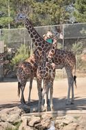 giraffe with little giraffes in the zoo