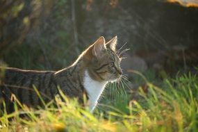 cat in the sun