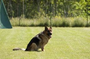 Dog German Shepherd