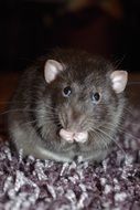 rat gnaws sawdust in the cage