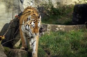 Wild Tiger in the wildlife