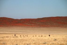 landscape of hill and Ostriches in Wildlife in africa