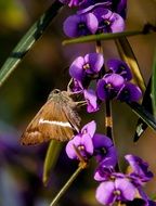 Brown Moth on a purple flowers