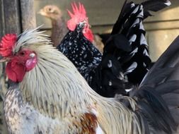 farm hens