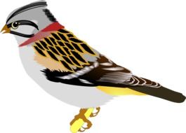 painted colorful sparrow
