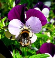 bee on violet flower in the garden