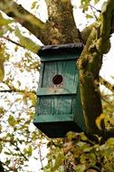 green nesting box on a tree