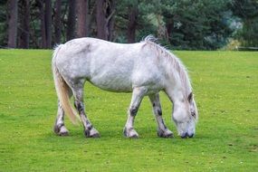 white horse grazing in a meadow