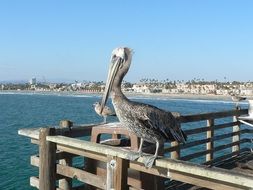 Pelican Florida
