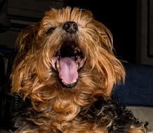 Yorkshire Terrier with big mouth