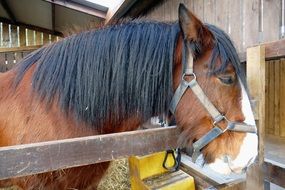 farm horse with black mane