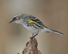 Warbler bird in the wildlife