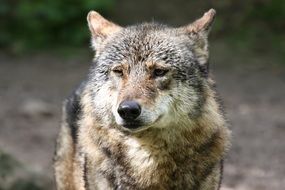 predator Wolf close-up on blurred background