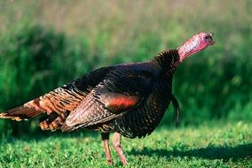 wild turkey in the wild