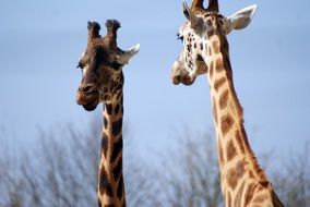 two giraffes in an african zoo