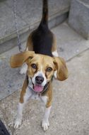 funny Beagle Harrier Puppy portrait