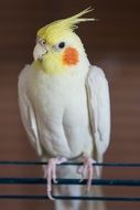 cockatiel parakeet