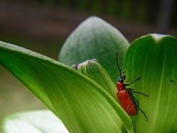 Spring Red Green Beetle