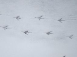 footprints of a small bird on the snow