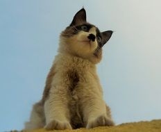cute lovely Cat Siamese